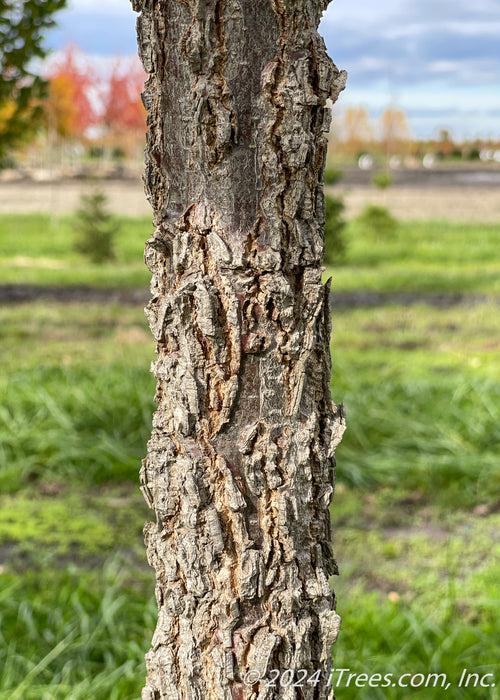 Quercus Macrocarpa Single Stem - View 14 from www redcrocus com