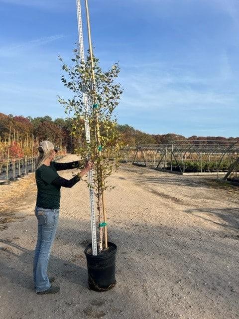 Quercus Macrocarpa Single Stem - View 18 from www redcrocus com