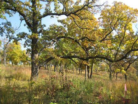 Quercus Macrocarpa Single Stem - View 19 from www redcrocus com
