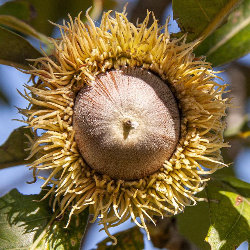 Quercus Macrocarpa Single Stem - View 1 from www redcrocus com