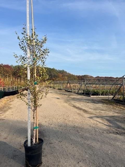 Quercus Macrocarpa Single Stem - View 20 from www redcrocus com