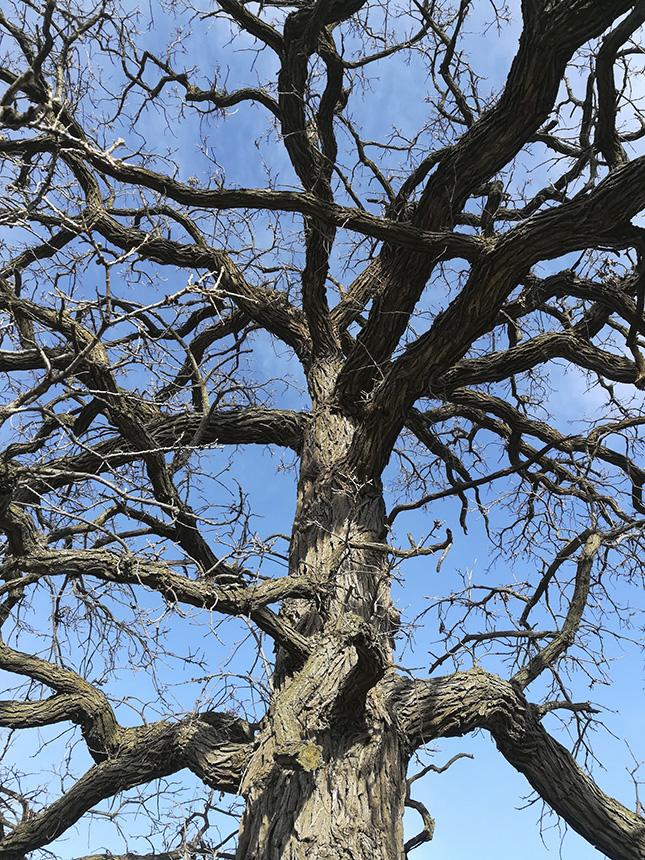 Quercus Macrocarpa Single Stem - View 22 from www redcrocus com