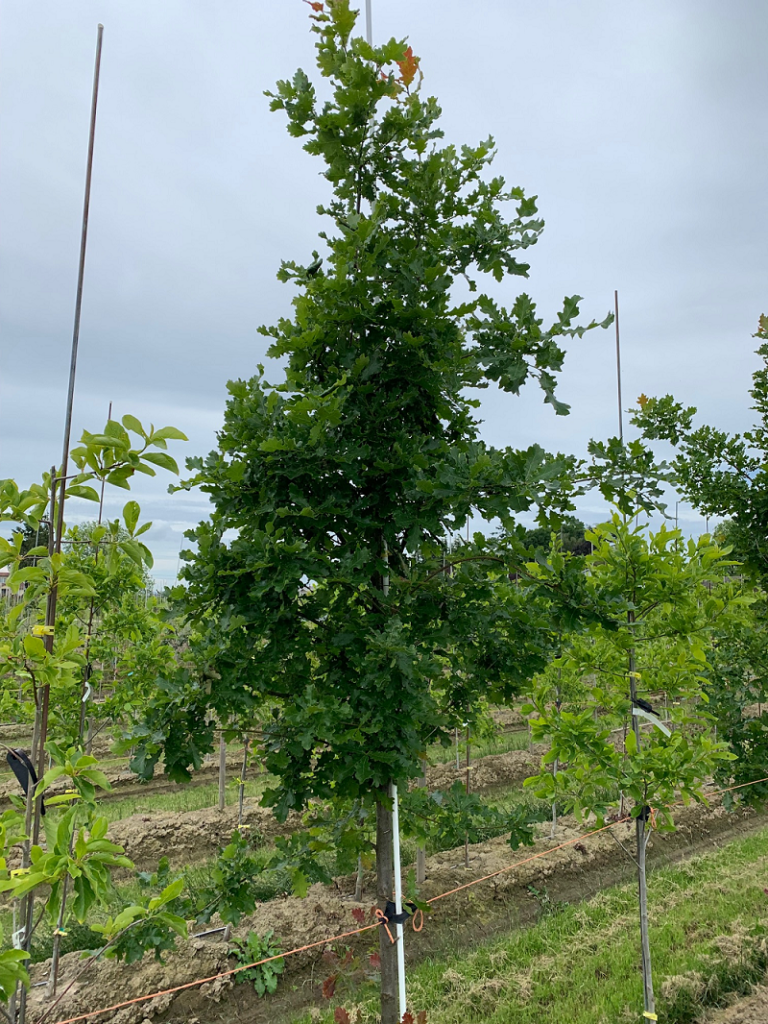 Quercus Macrocarpa Single Stem - View 23 from www redcrocus com