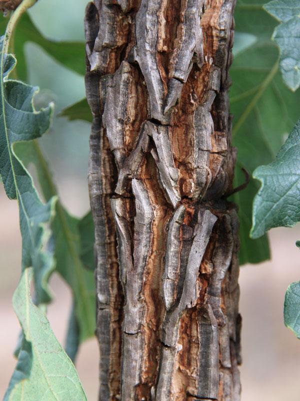 Quercus Macrocarpa Single Stem - View 3 from www redcrocus com