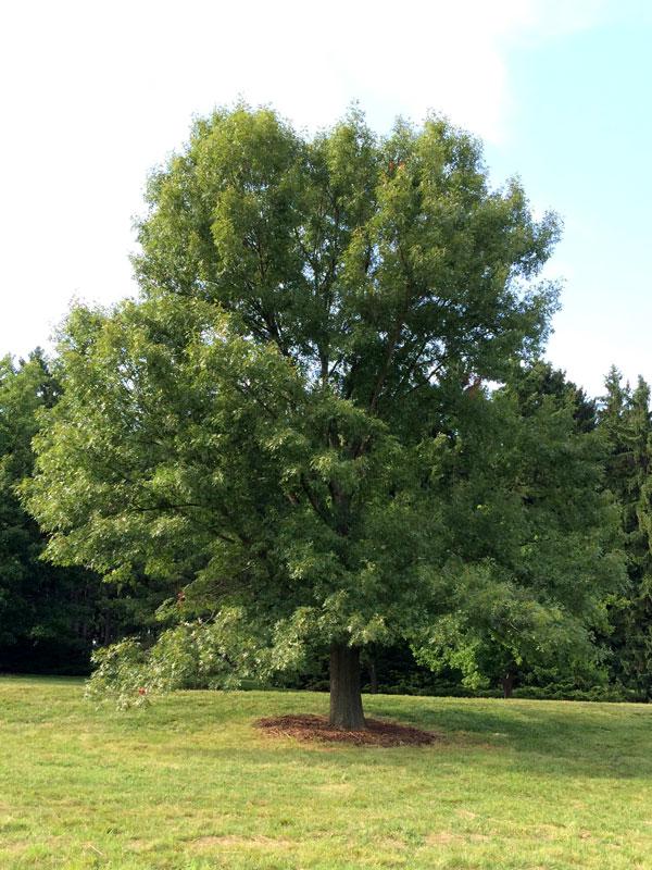 Quercus Macrocarpa Single Stem - View 5 from www redcrocus com