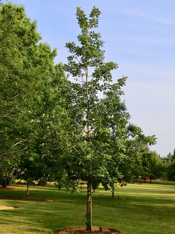 Quercus Macrocarpa Single Stem - View 6 from www redcrocus com