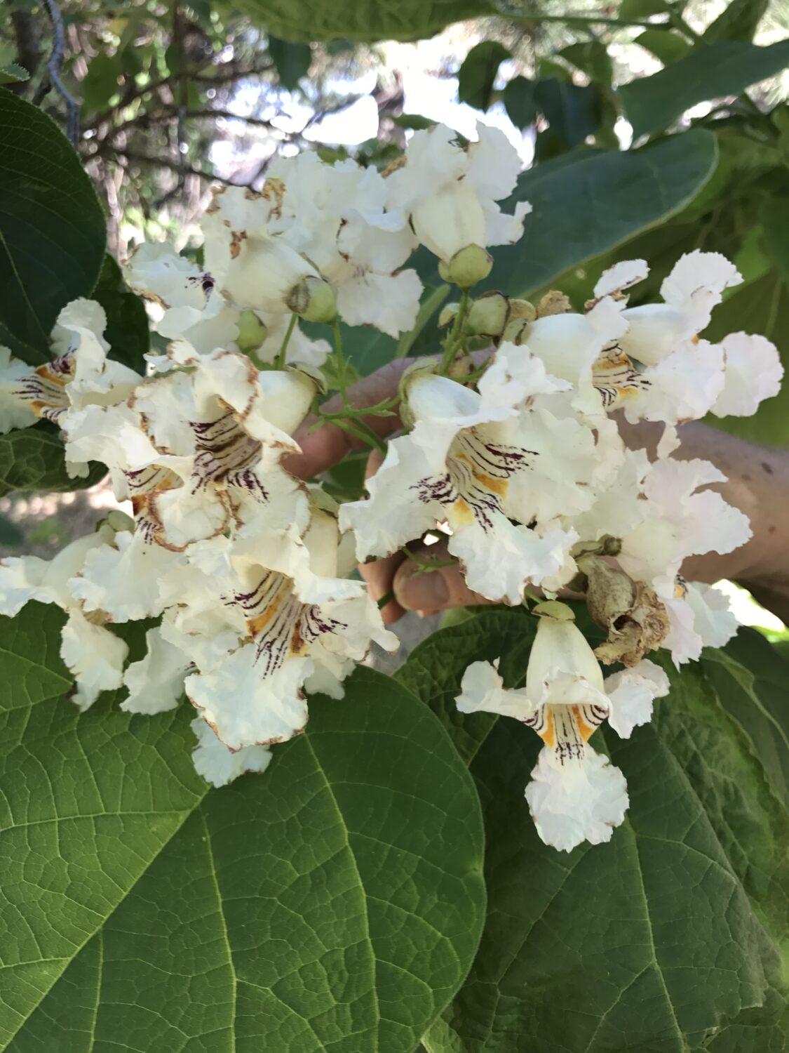 Catalpa Speciosa - View 10 from www redcrocus com