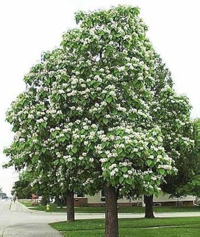 Catalpa Speciosa - View 12 from www redcrocus com