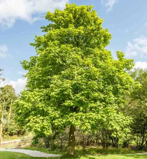 Catalpa Speciosa - View 13 from www redcrocus com