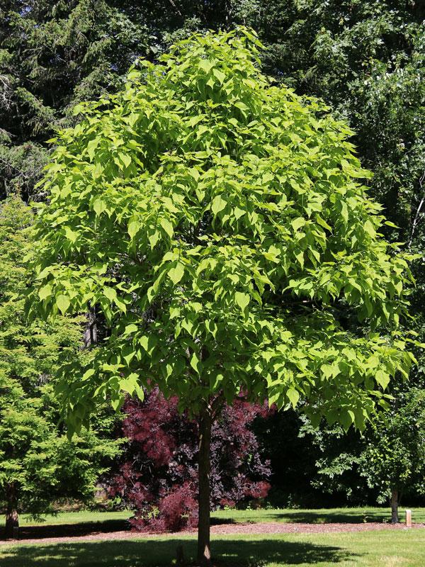 Catalpa Speciosa - View 16 from www redcrocus com