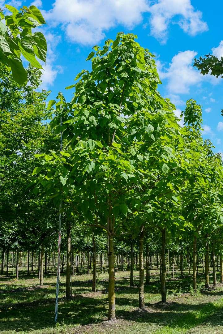 Catalpa Speciosa - View 17 from www redcrocus com