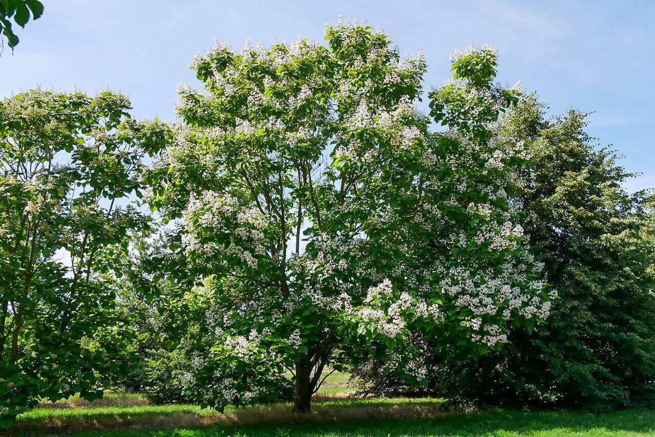 Catalpa Speciosa - View 19 from www redcrocus com