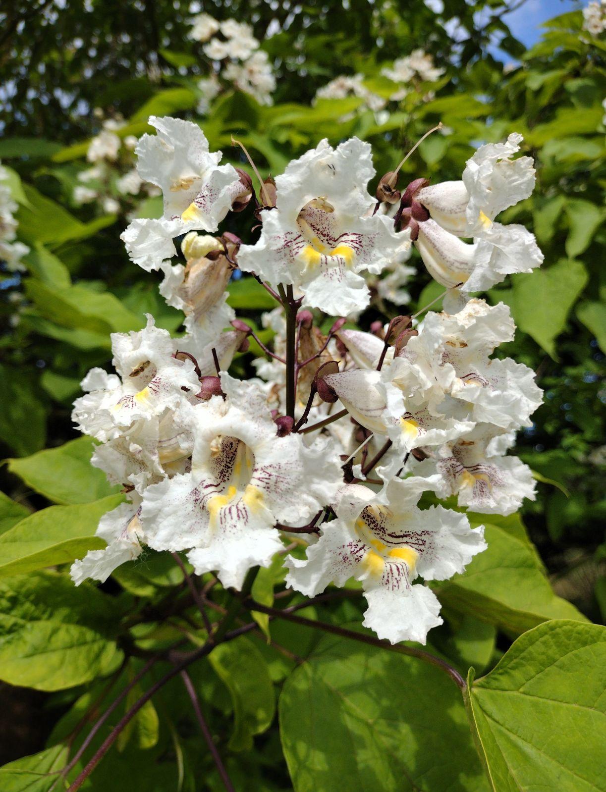 Catalpa Speciosa - View 1 from www redcrocus com