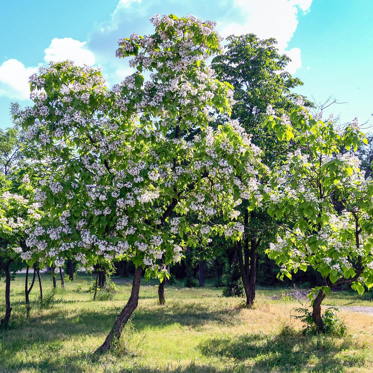 Catalpa Speciosa - View 20 from www redcrocus com