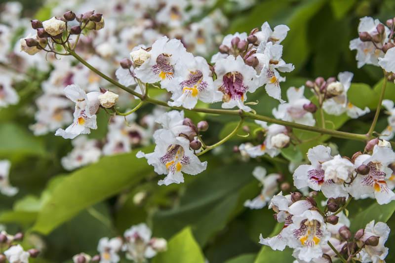 Catalpa Speciosa - View 21 from www redcrocus com