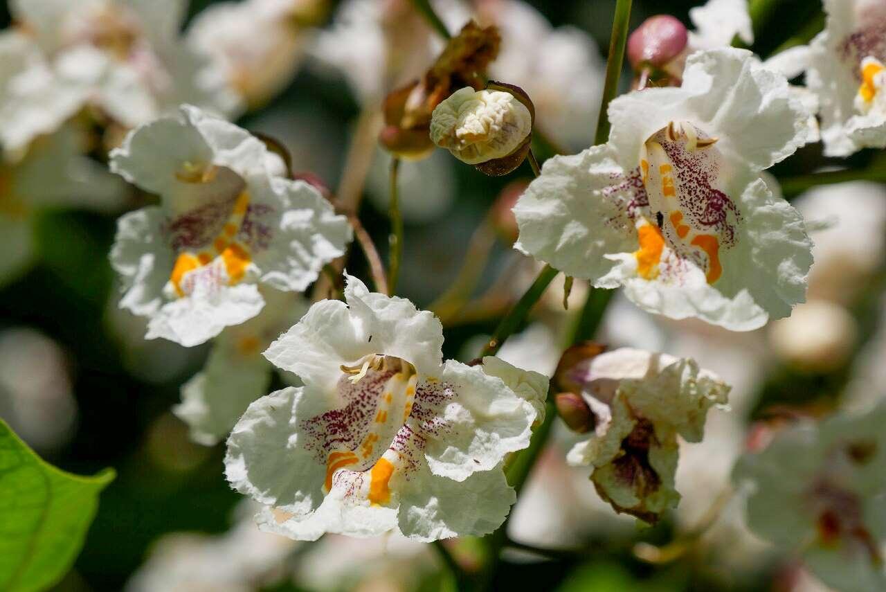 Catalpa Speciosa - View 25 from www redcrocus com