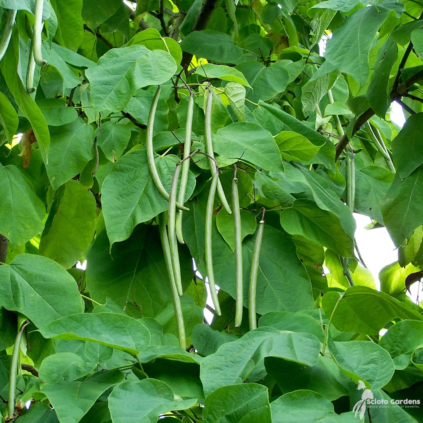 Catalpa Speciosa - View 26 from www redcrocus com