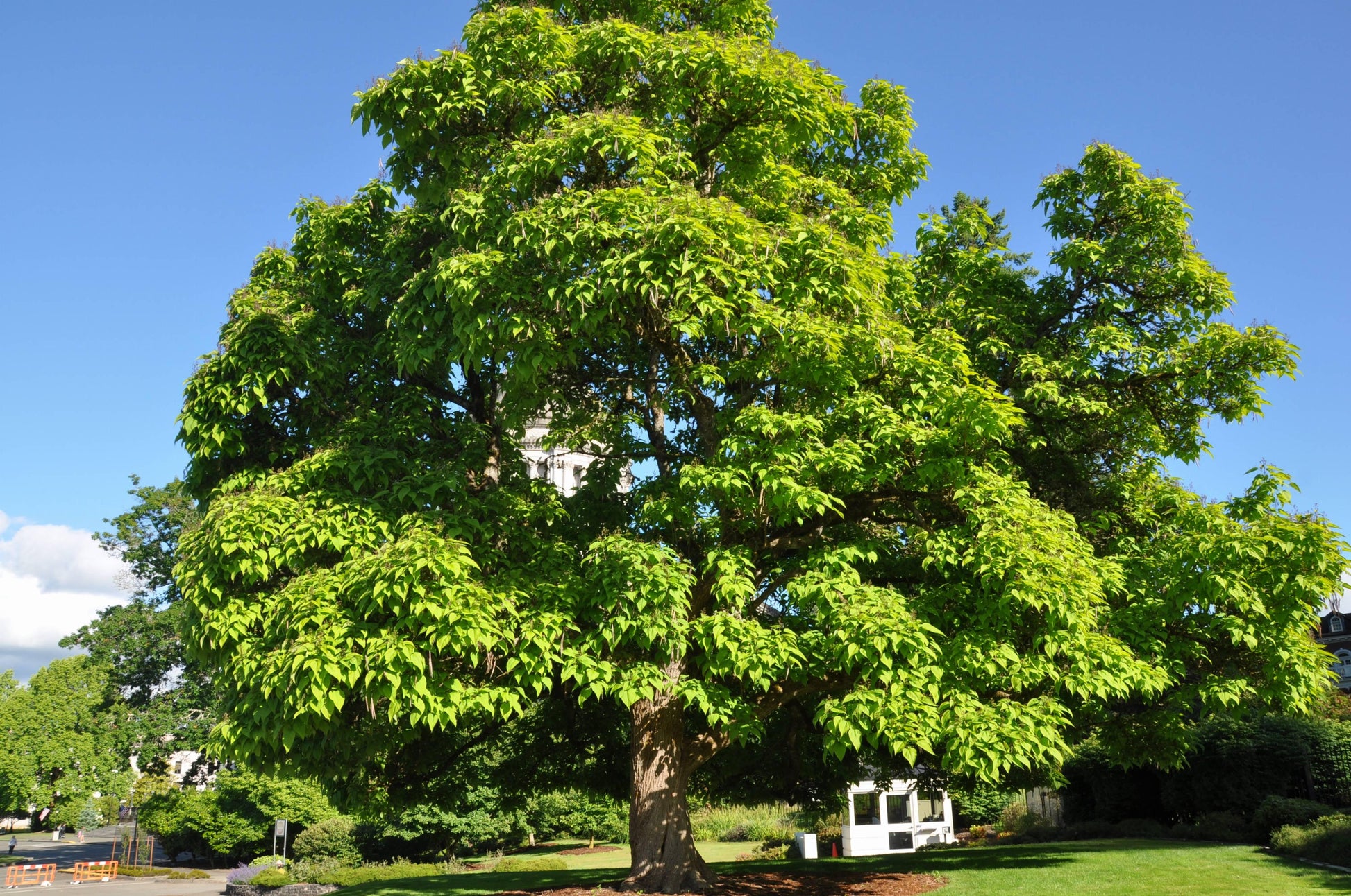 Catalpa Speciosa - View 27 from www redcrocus com