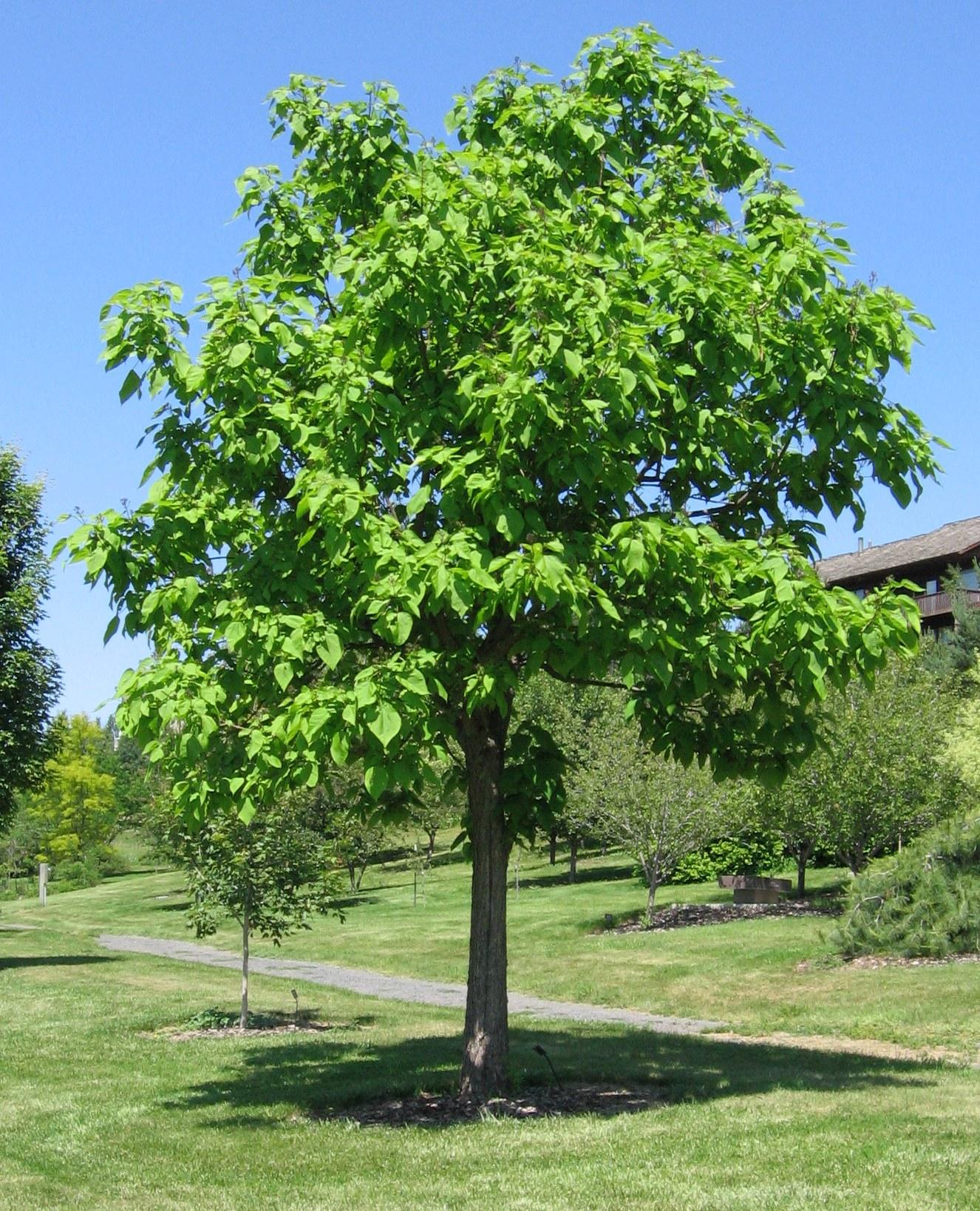 Catalpa Speciosa - View 2 from www redcrocus com