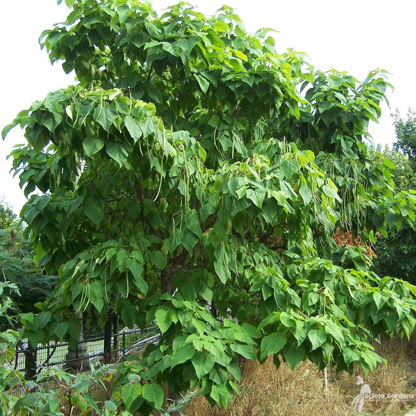 Catalpa Speciosa - View 30 from www redcrocus com