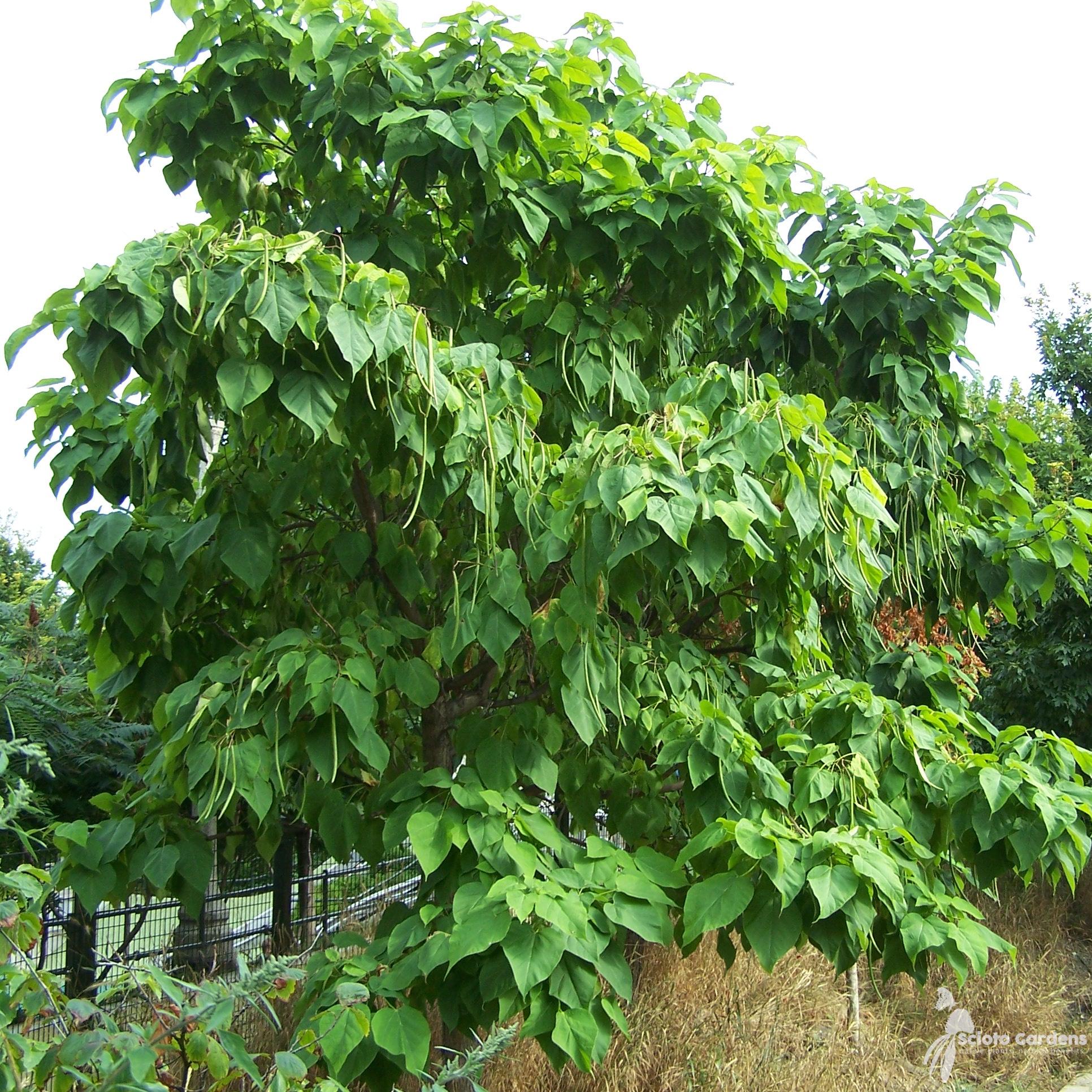 Catalpa Speciosa - View 30 from www redcrocus com