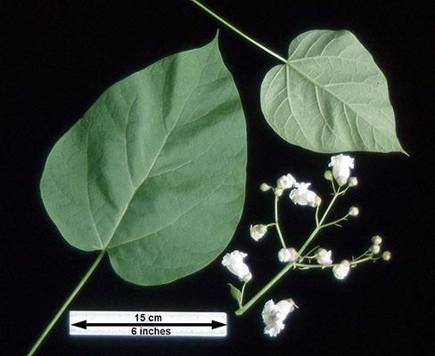 Catalpa Speciosa - View 31 from www redcrocus com