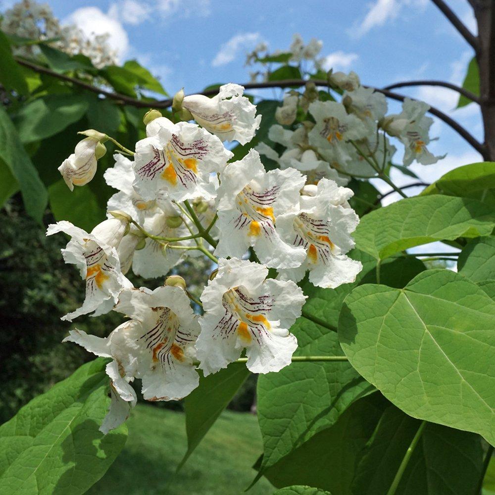 Catalpa Speciosa - View 35 from www redcrocus com