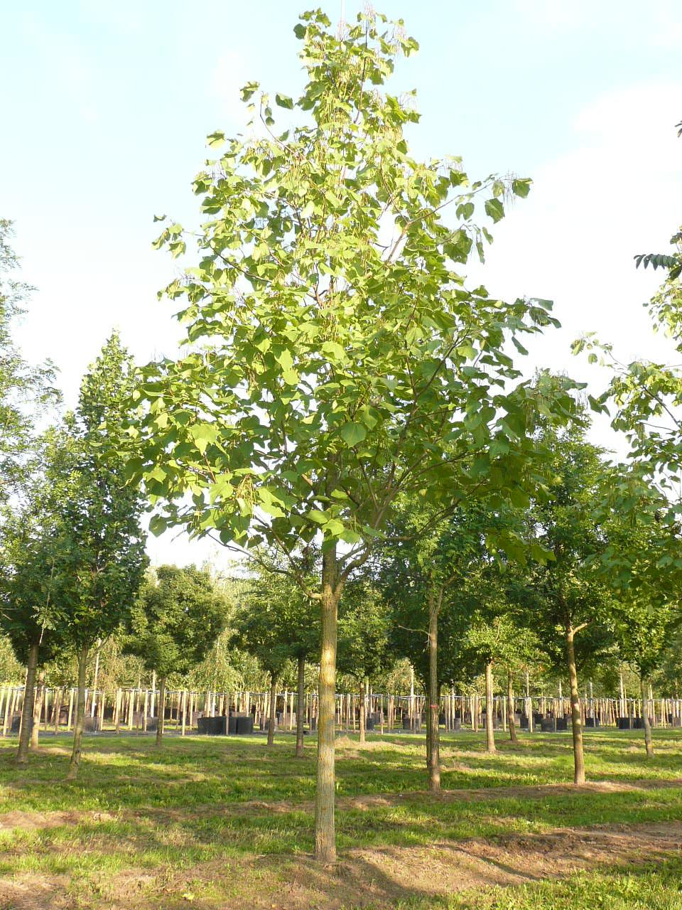 Catalpa Speciosa - View 36 from www redcrocus com