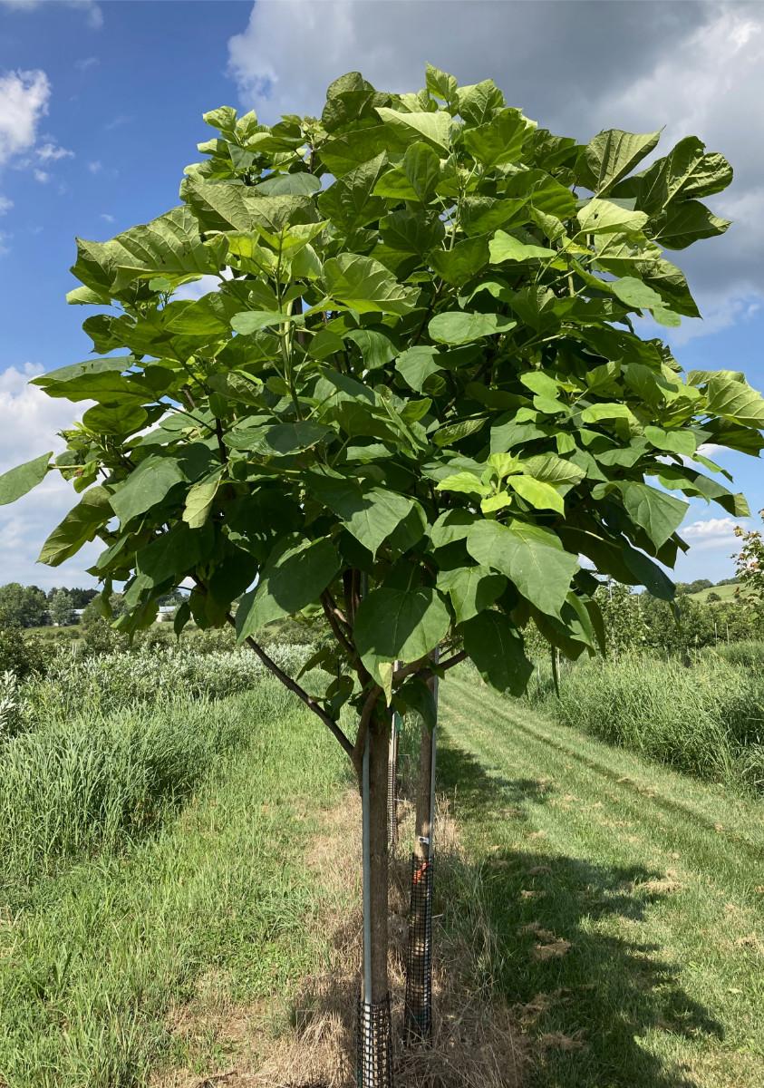 Catalpa Speciosa - View 3 from www redcrocus com