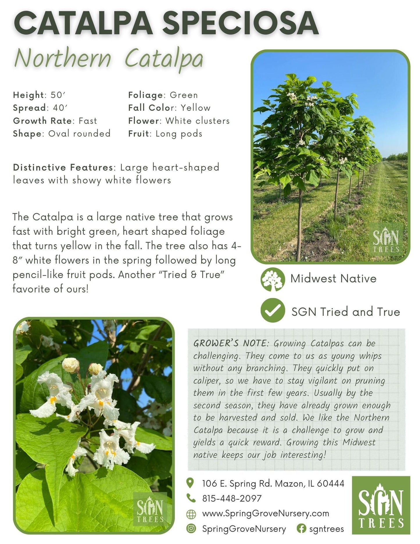 Catalpa Speciosa - View 4 from www redcrocus com