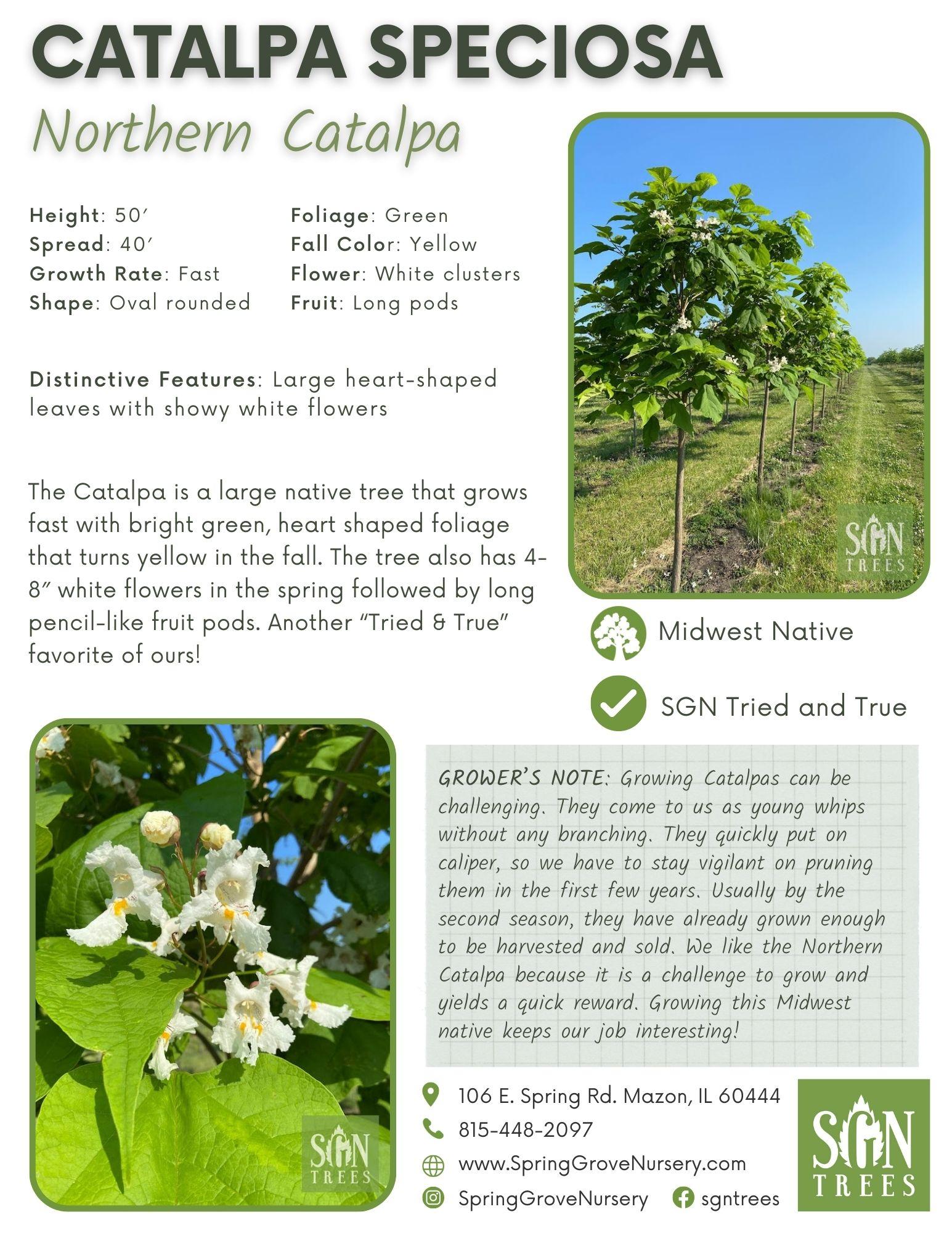Catalpa Speciosa - View 4 from www redcrocus com