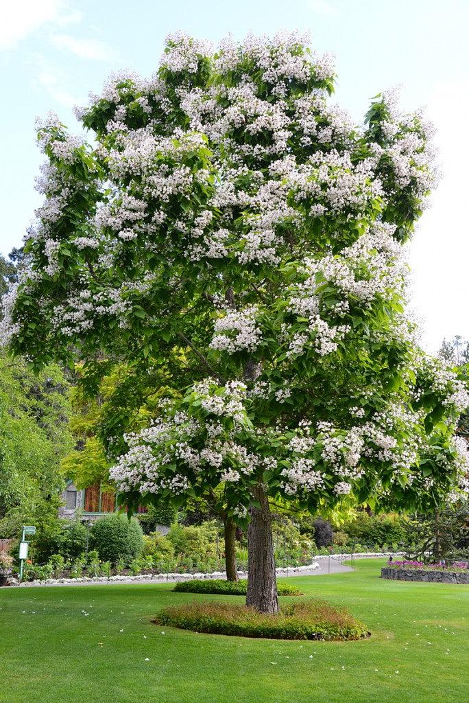 Catalpa Speciosa - View 5 from www redcrocus com