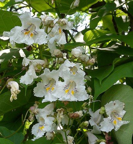 Catalpa Speciosa - View 8 from www redcrocus com