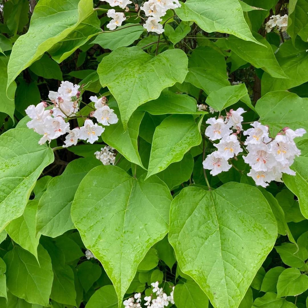 Catalpa Speciosa - View 9 from www redcrocus com