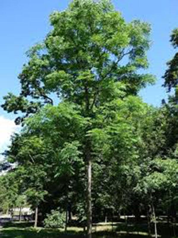 Gymnocladus Dioicus 'espresso' - View 16 from www redcrocus com