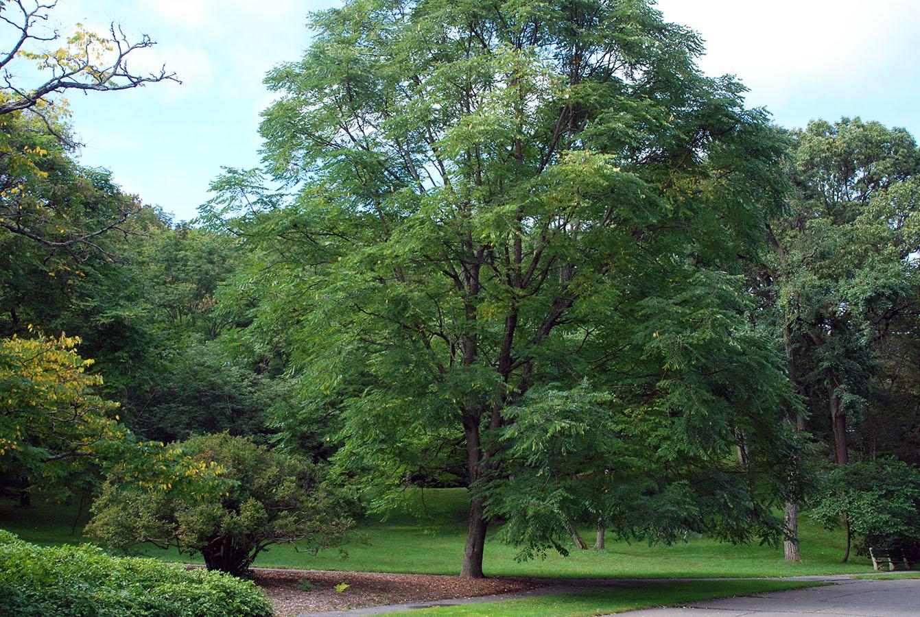 Gymnocladus Dioicus 'espresso' - View 19 from www redcrocus com