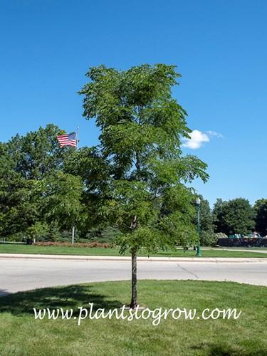 Gymnocladus Dioicus 'espresso' - View 32 from www redcrocus com