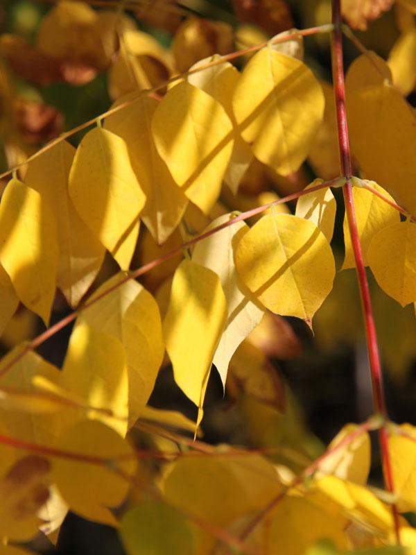 Gymnocladus Dioicus 'espresso' - View 36 from www redcrocus com