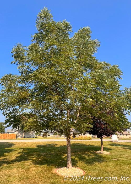 Gymnocladus Dioicus 'espresso' - View 4 from www redcrocus com