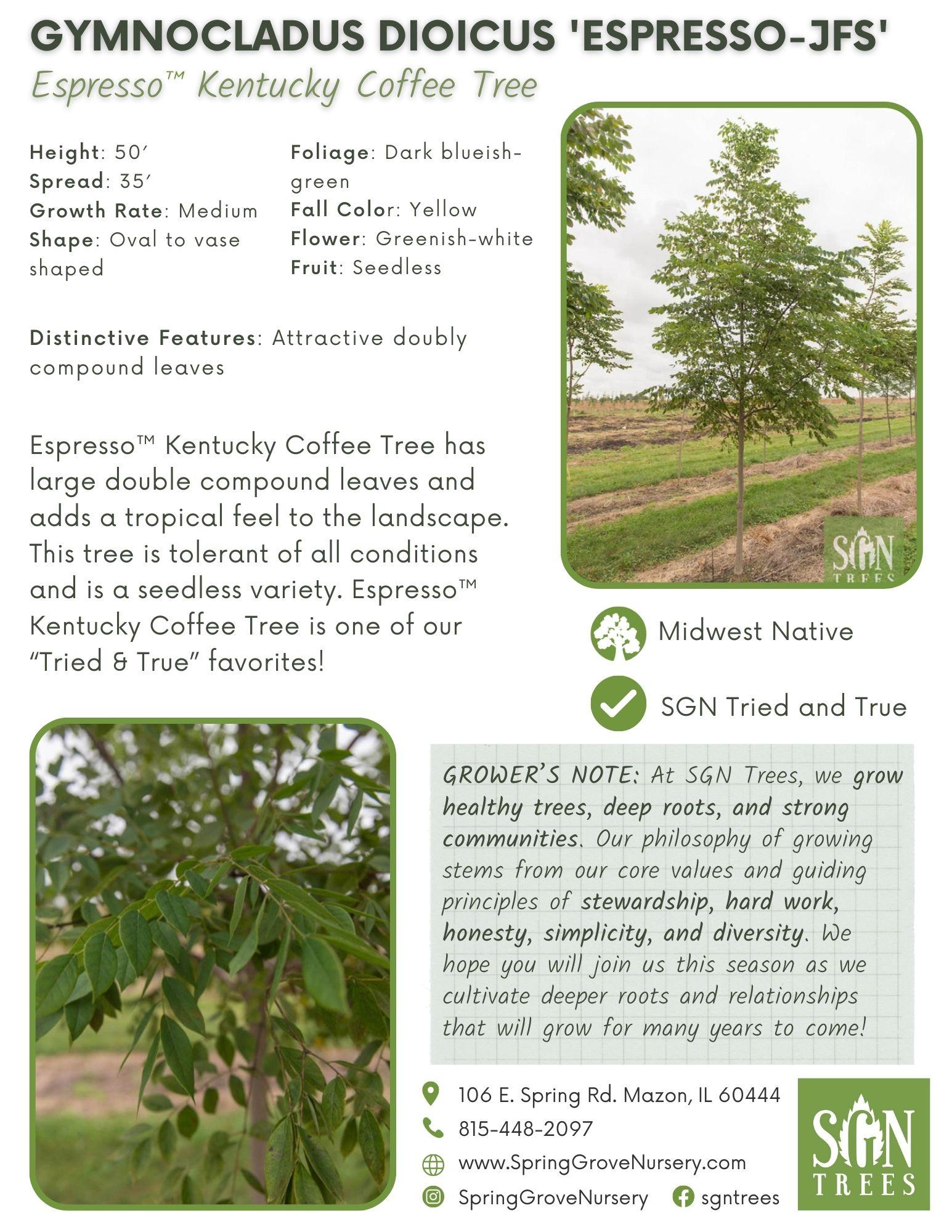 Gymnocladus Dioicus 'espresso' - View 9 from www redcrocus com