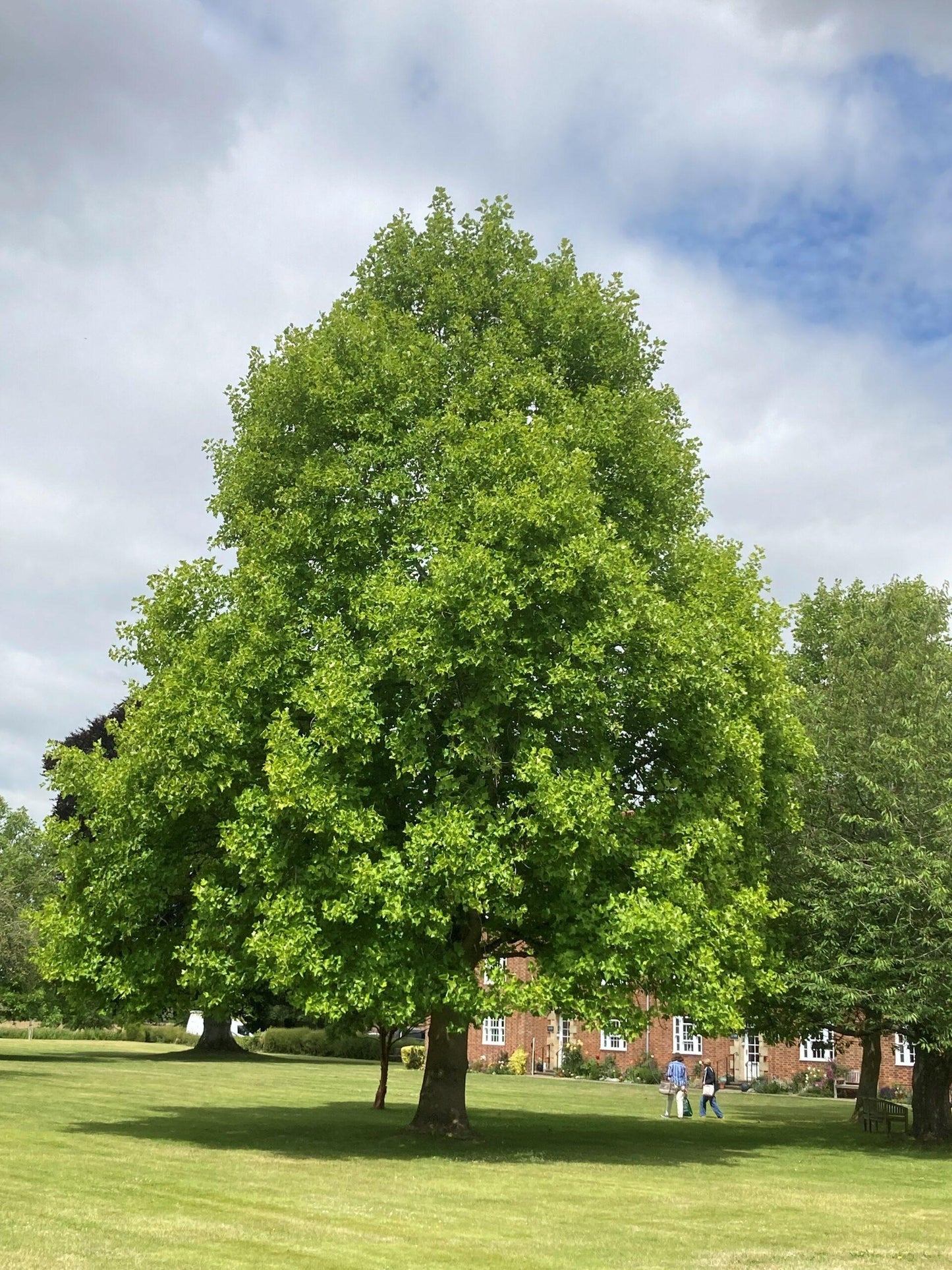 Liriodendron Tulipifera - View 10 from www redcrocus com