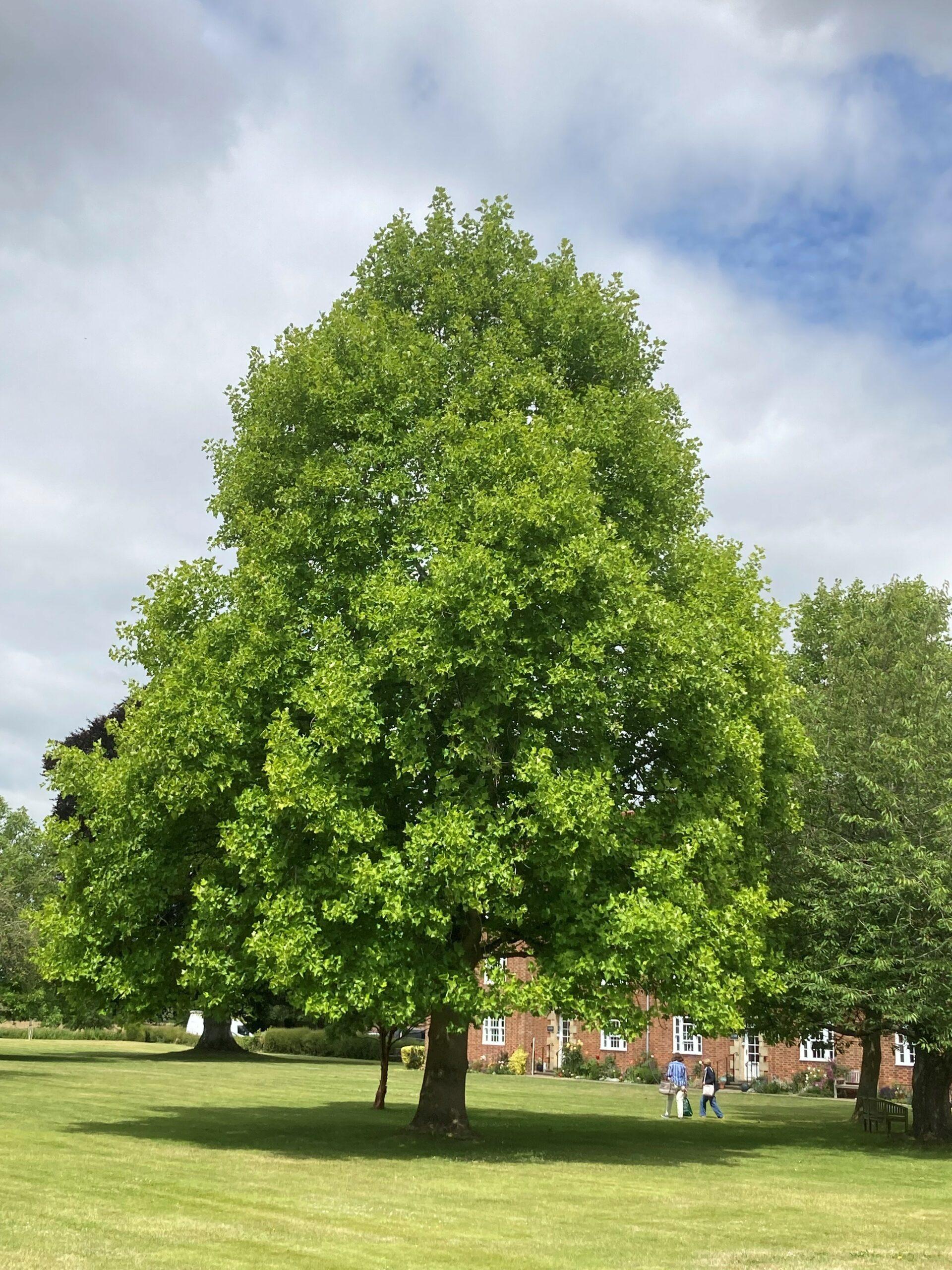 Liriodendron Tulipifera - View 10 from www redcrocus com