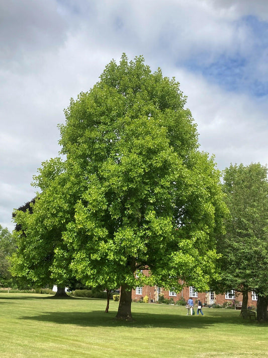 Liriodendron Tulipifera - View 10 from www redcrocus com