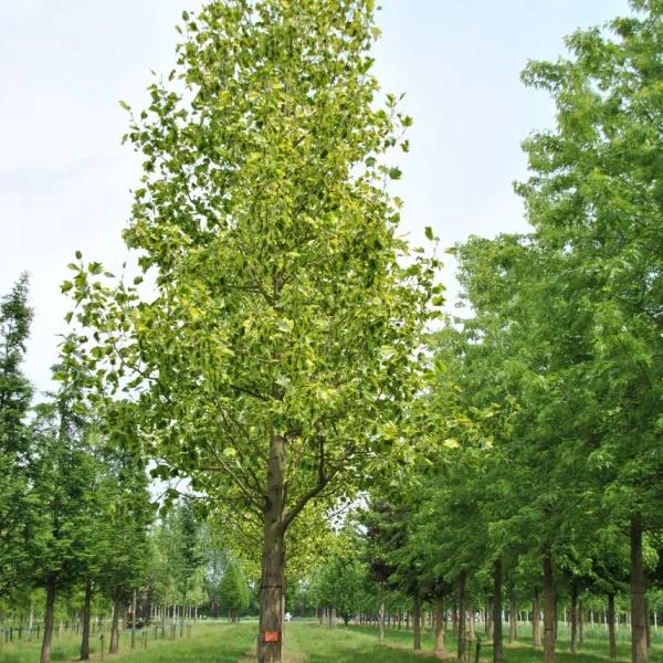Liriodendron Tulipifera - View 11 from www redcrocus com