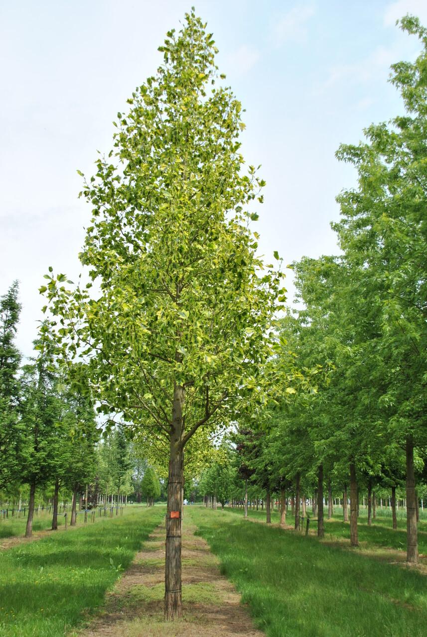 Liriodendron Tulipifera - View 14 from www redcrocus com