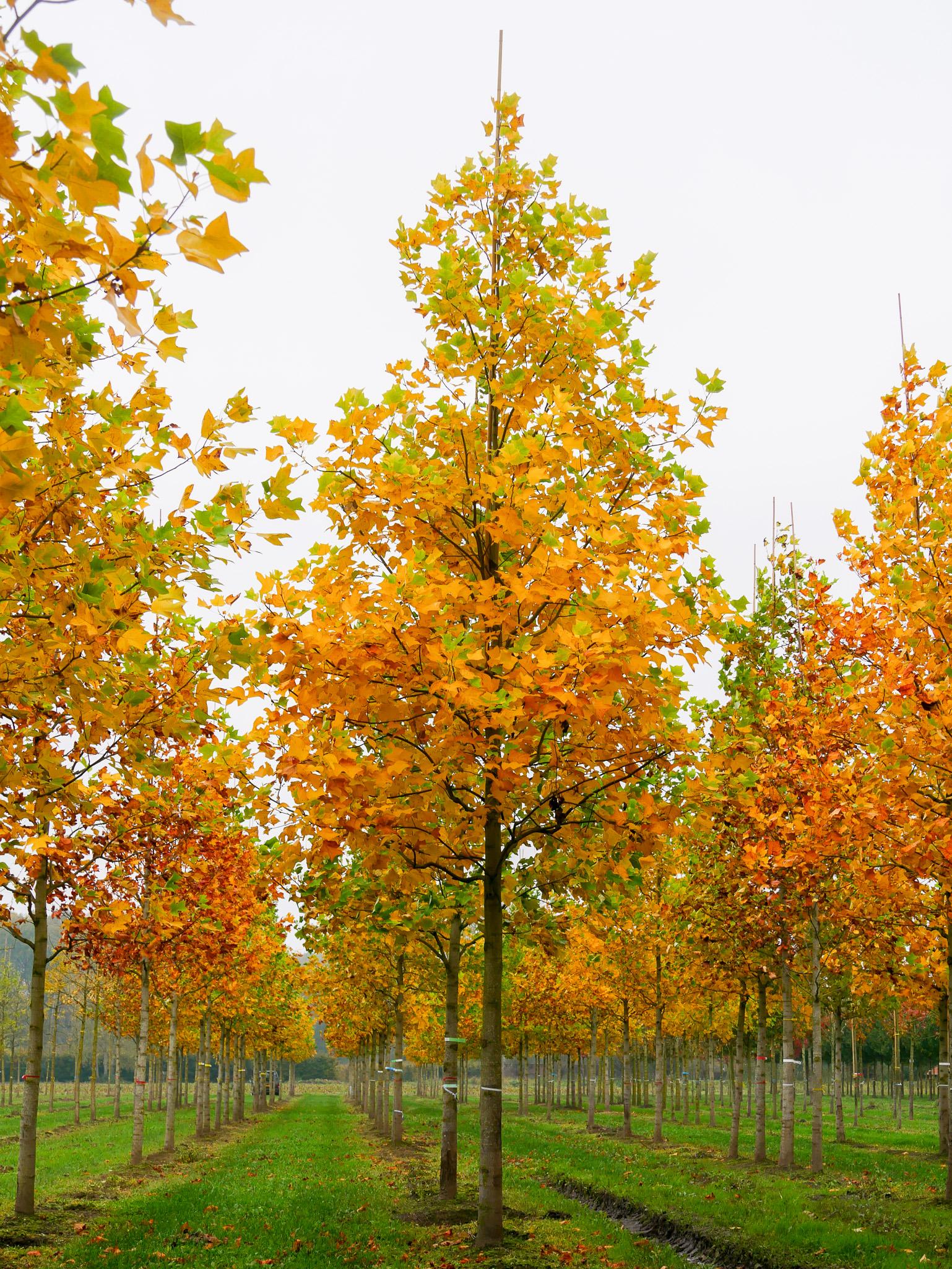 Liriodendron Tulipifera - View 16 from www redcrocus com