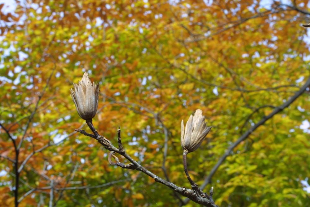 Liriodendron Tulipifera - View 18 from www redcrocus com