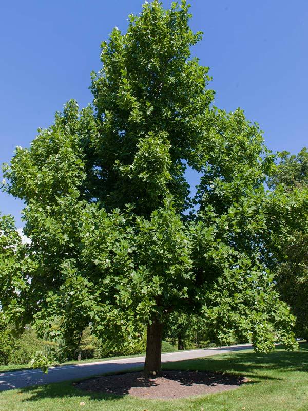 Liriodendron Tulipifera - View 19 from www redcrocus com