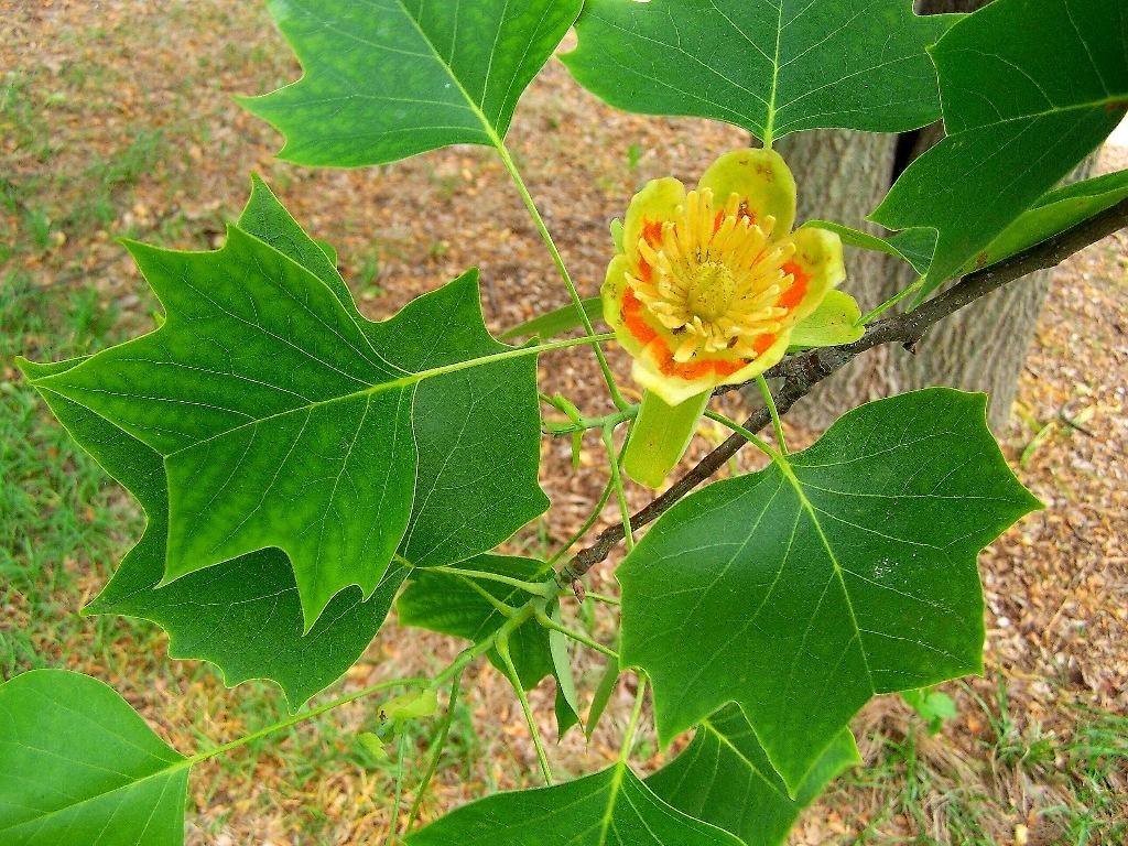 Liriodendron Tulipifera - View 1 from www redcrocus com