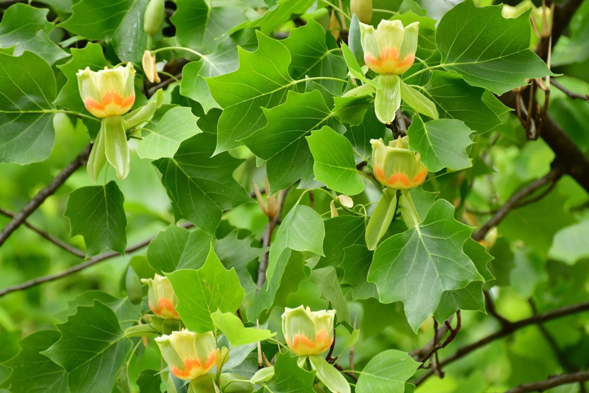 Liriodendron Tulipifera - View 23 from www redcrocus com
